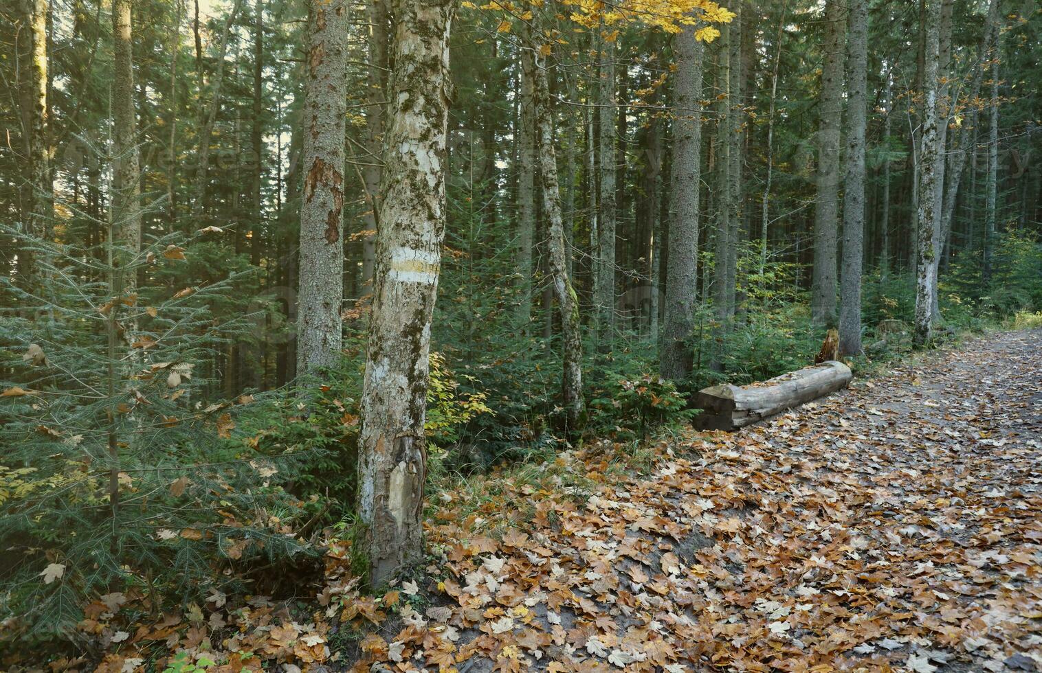 Walking trail background. Yellow and white forest path on brown tree trunk. Guide sign made with paint on hiking trail. Symbol points right way to go photo