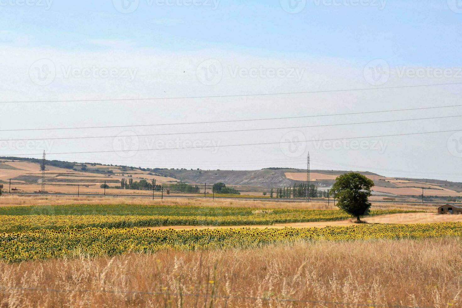 a field with sunflowers and a hill in the background photo