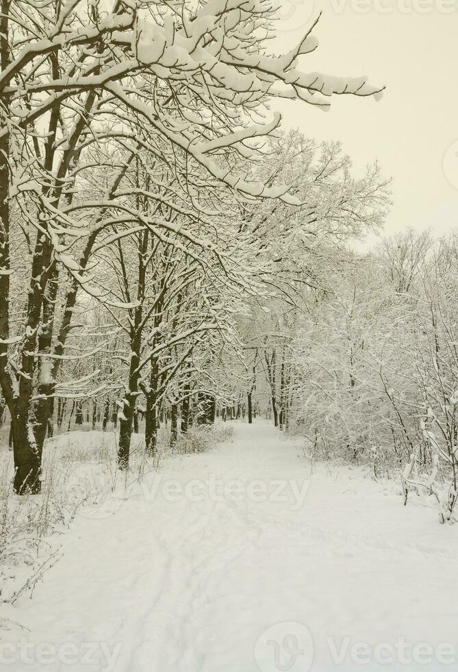 Winter landscape in a snow-covered park after a heavy wet snowfall. A thick layer of snow lies on the branches of trees photo