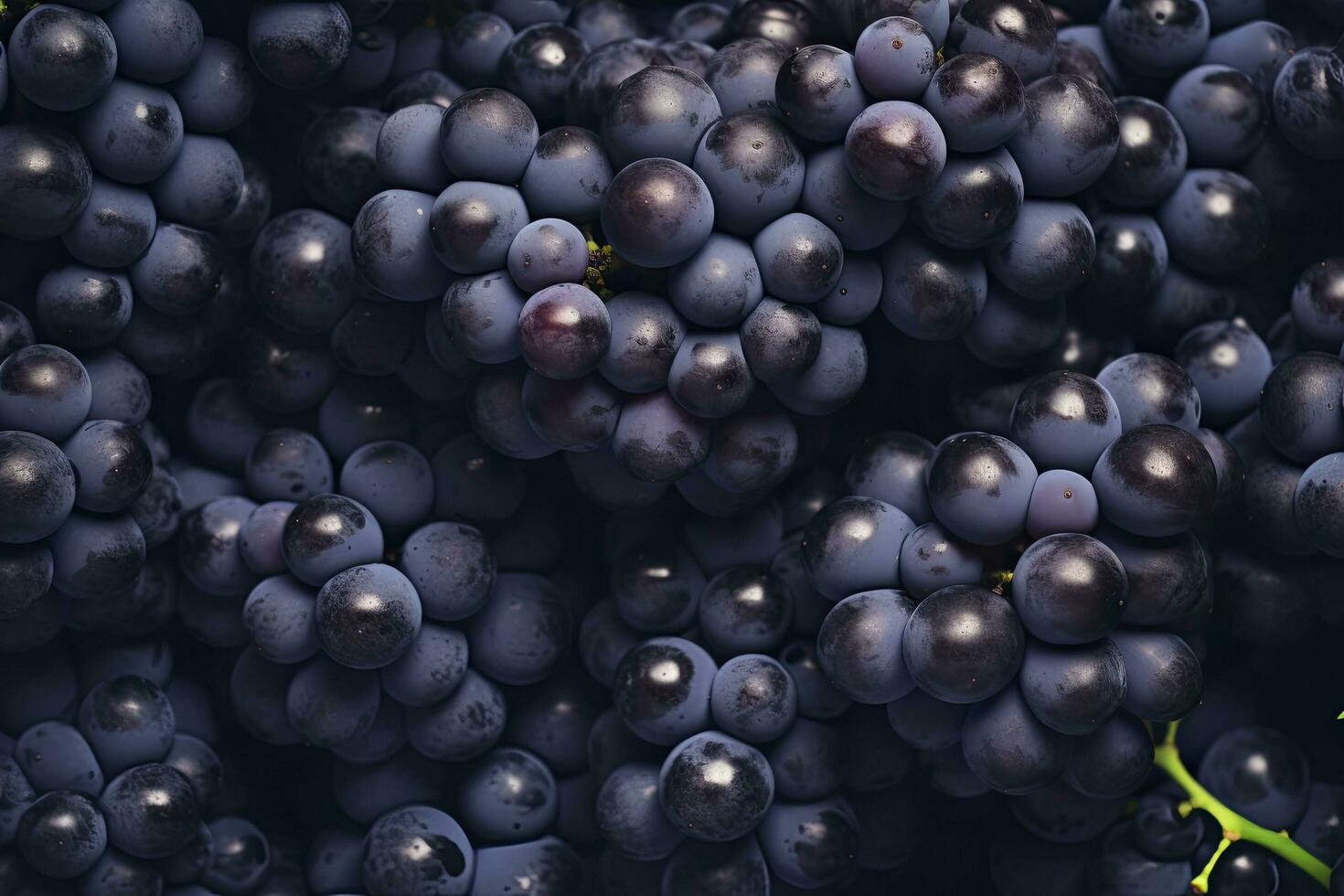 Flat lay background of vines, lots of organic blue dark grapes. AI Generated photo