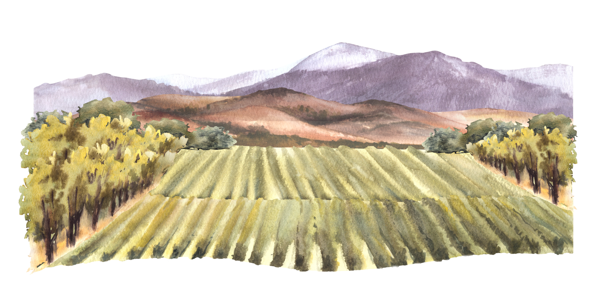 Watercolor landscape with grape fields, vineyards, bushes, trees