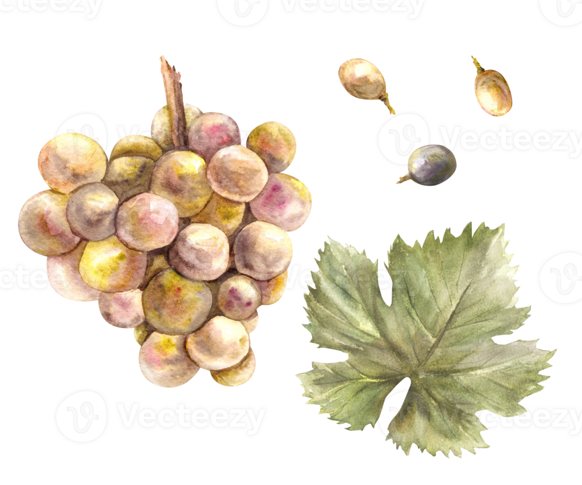 Watercolor bunch of grapes, grape leaves and grape berry set. Grapevine hand painted illustration. Design of menu, card, wine list, stickers, restaurant, bar printing. png