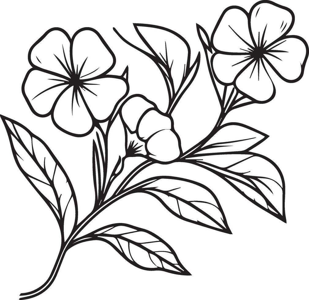 Unique flower coloring pages, Hand-drawn vector illustration of a garden variety of  Catharanthus and outline illustration, periwinkle Flowers Wall Decor, madagascar periwinkle art print