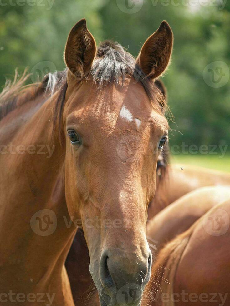 caballos en Alemania foto