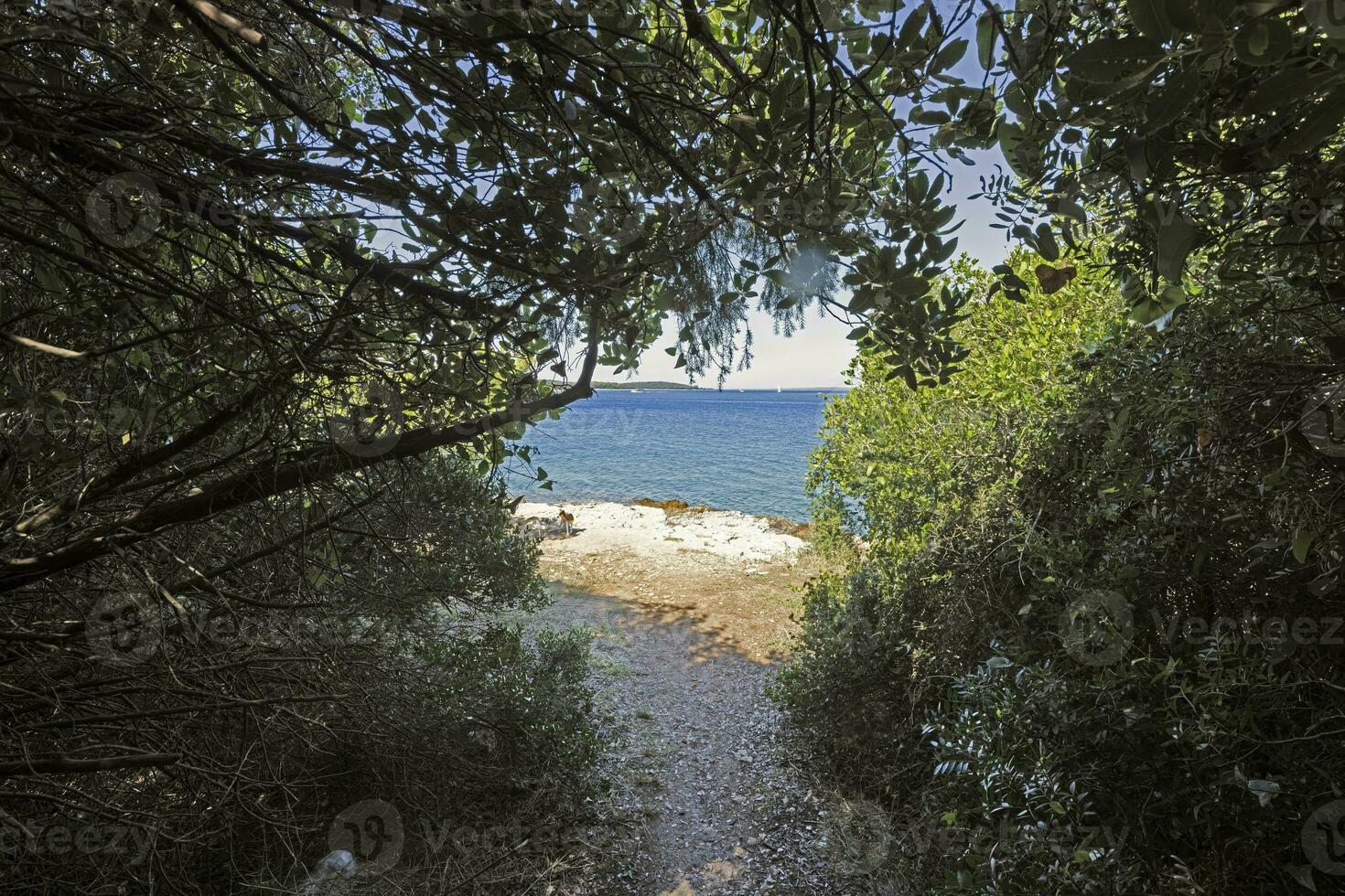 Picture of a deserted section of the Istrian Adriatic coast in summer photo