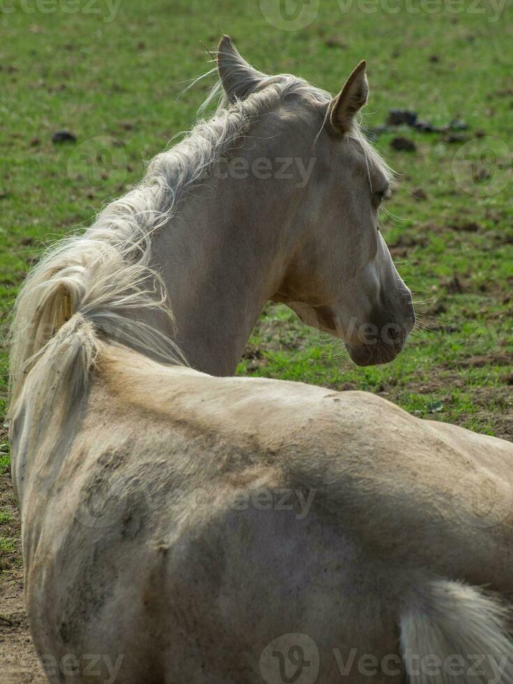 horses on a field in westphalia photo