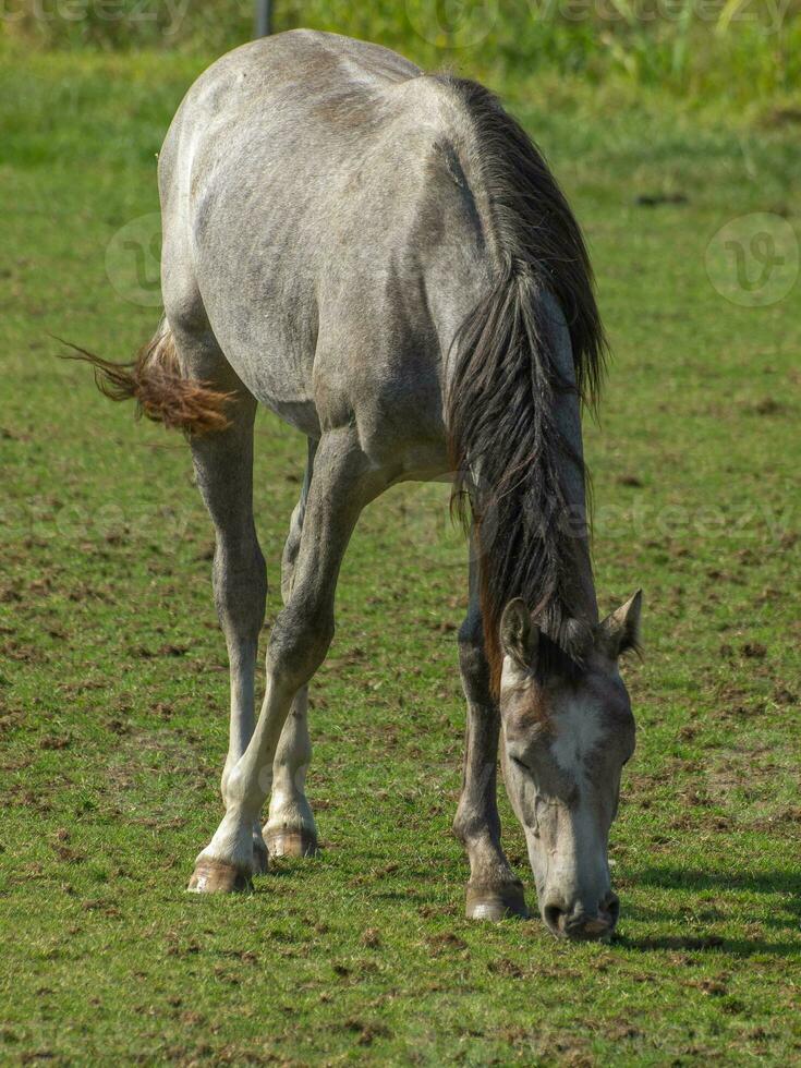 Horses in westphalia photo