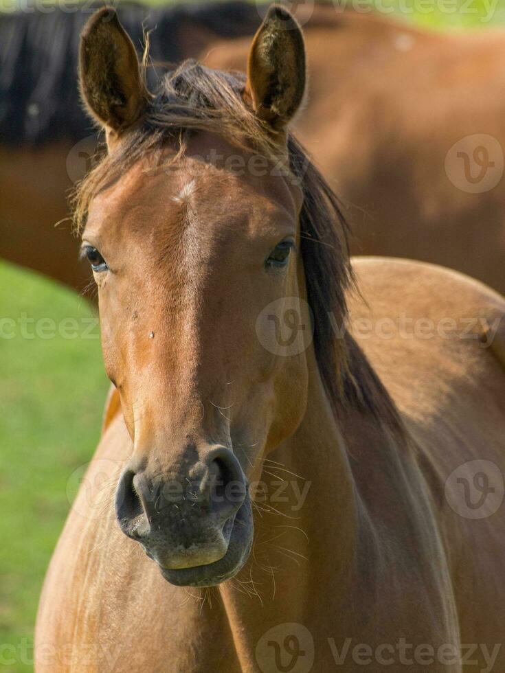 Horses in westphalia photo