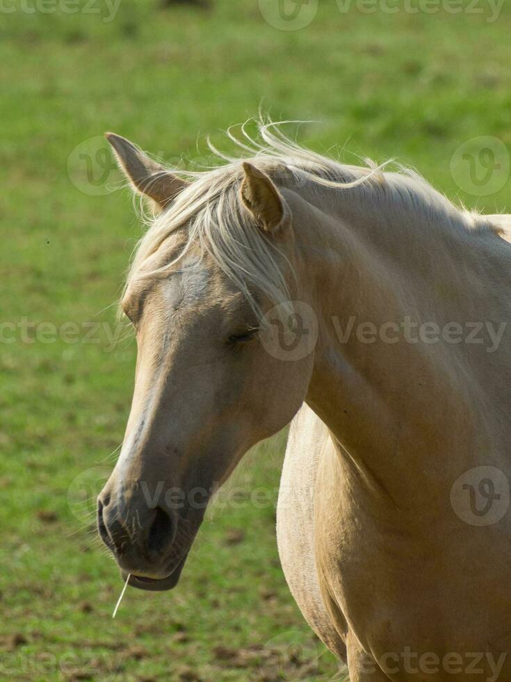 Horses in westphalia photo