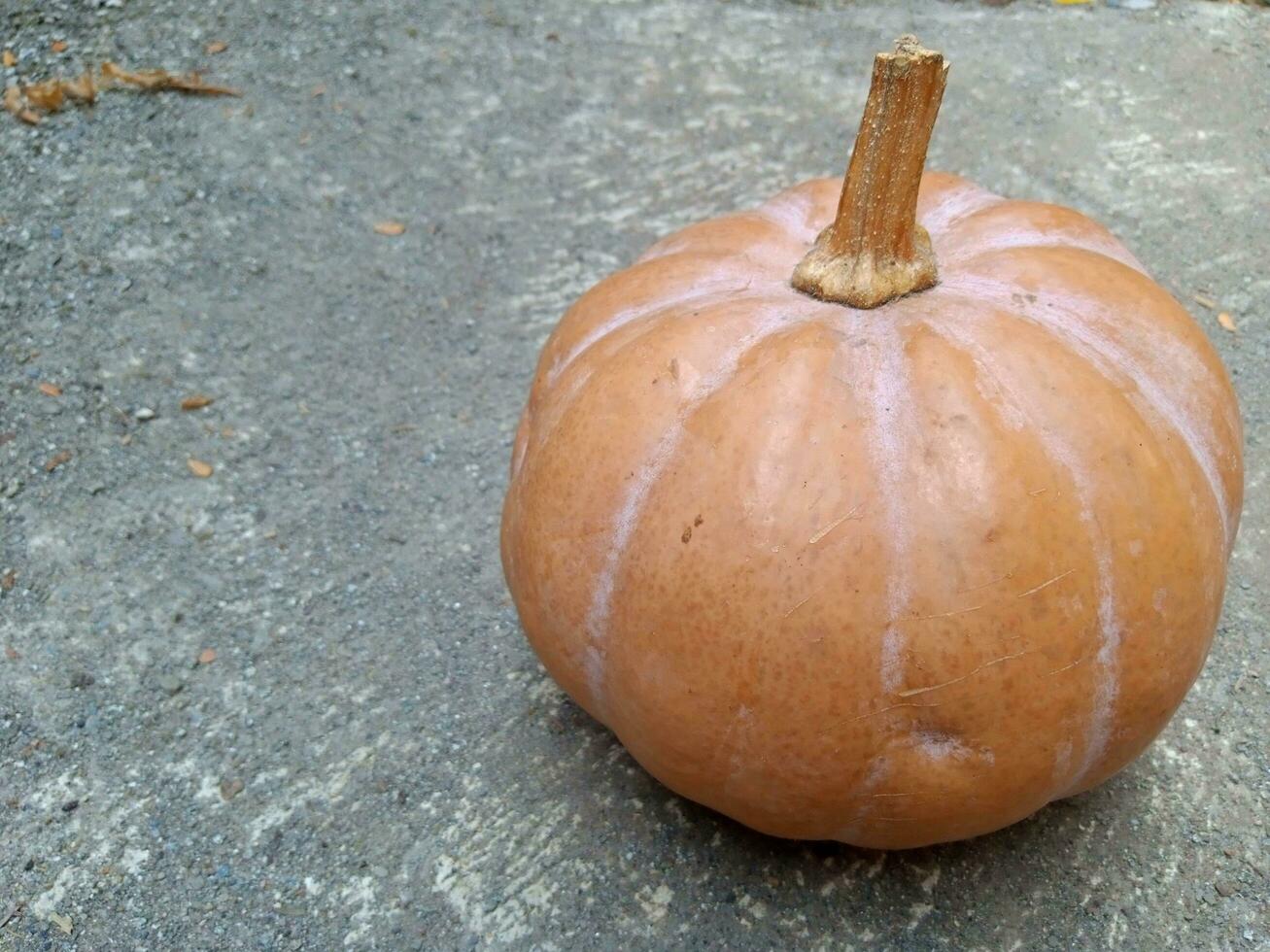 Round yellow pumpkin on the floor. photo