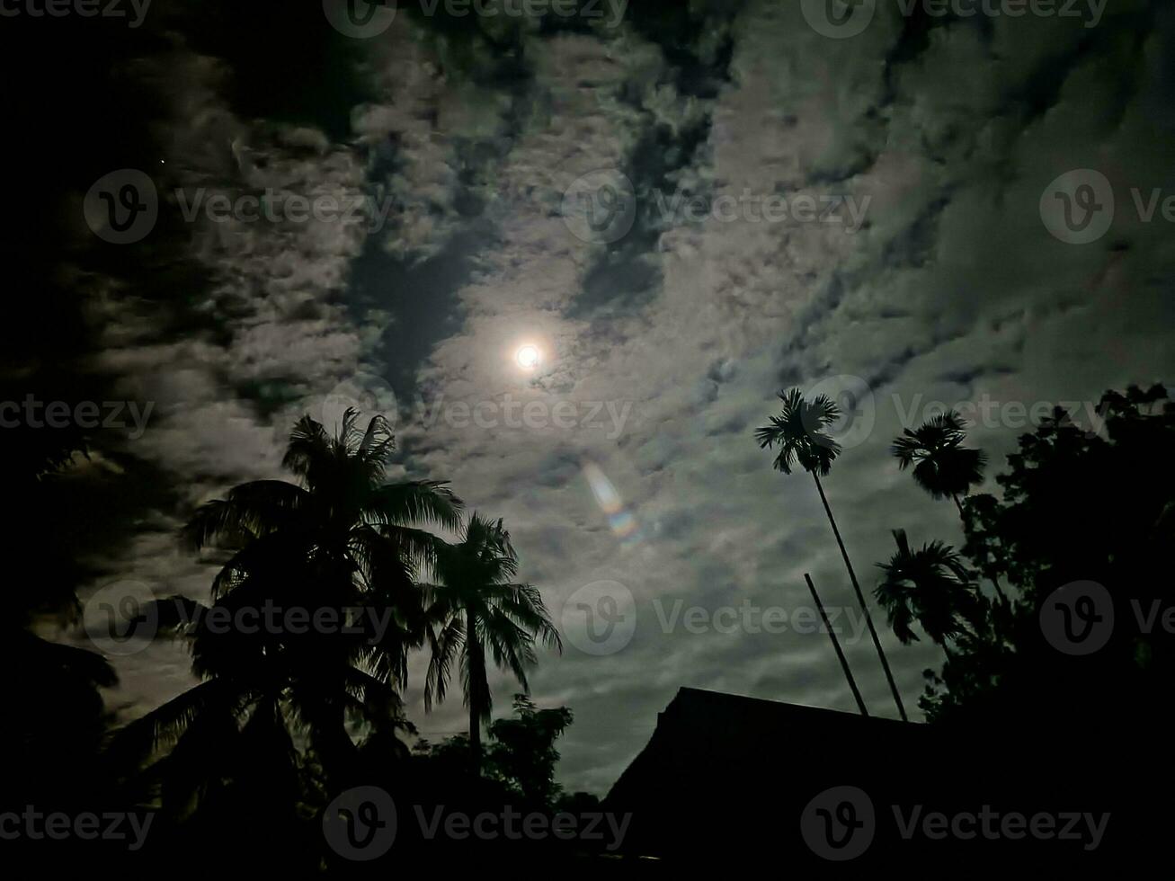 fir trees on meadow between hillsides with conifer forest in fog under the blue sky at night. spooky countryside scenery in full moon light photo