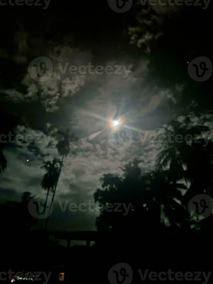 fir trees on meadow between hillsides with conifer forest in fog under the blue sky at night. spooky countryside scenery in full moon light photo