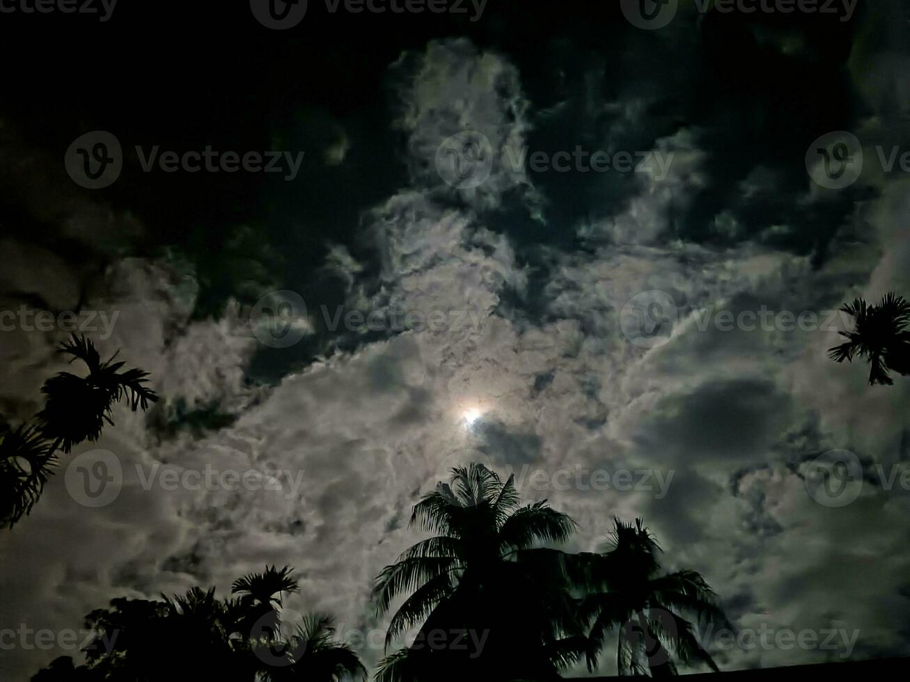 fir trees on meadow between hillsides with conifer forest in fog under the blue sky at night. spooky countryside scenery in full moon light photo