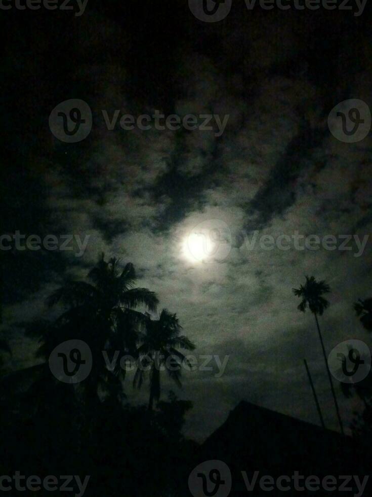 fir trees on meadow between hillsides with conifer forest in fog under the blue sky at night. spooky countryside scenery in full moon light photo