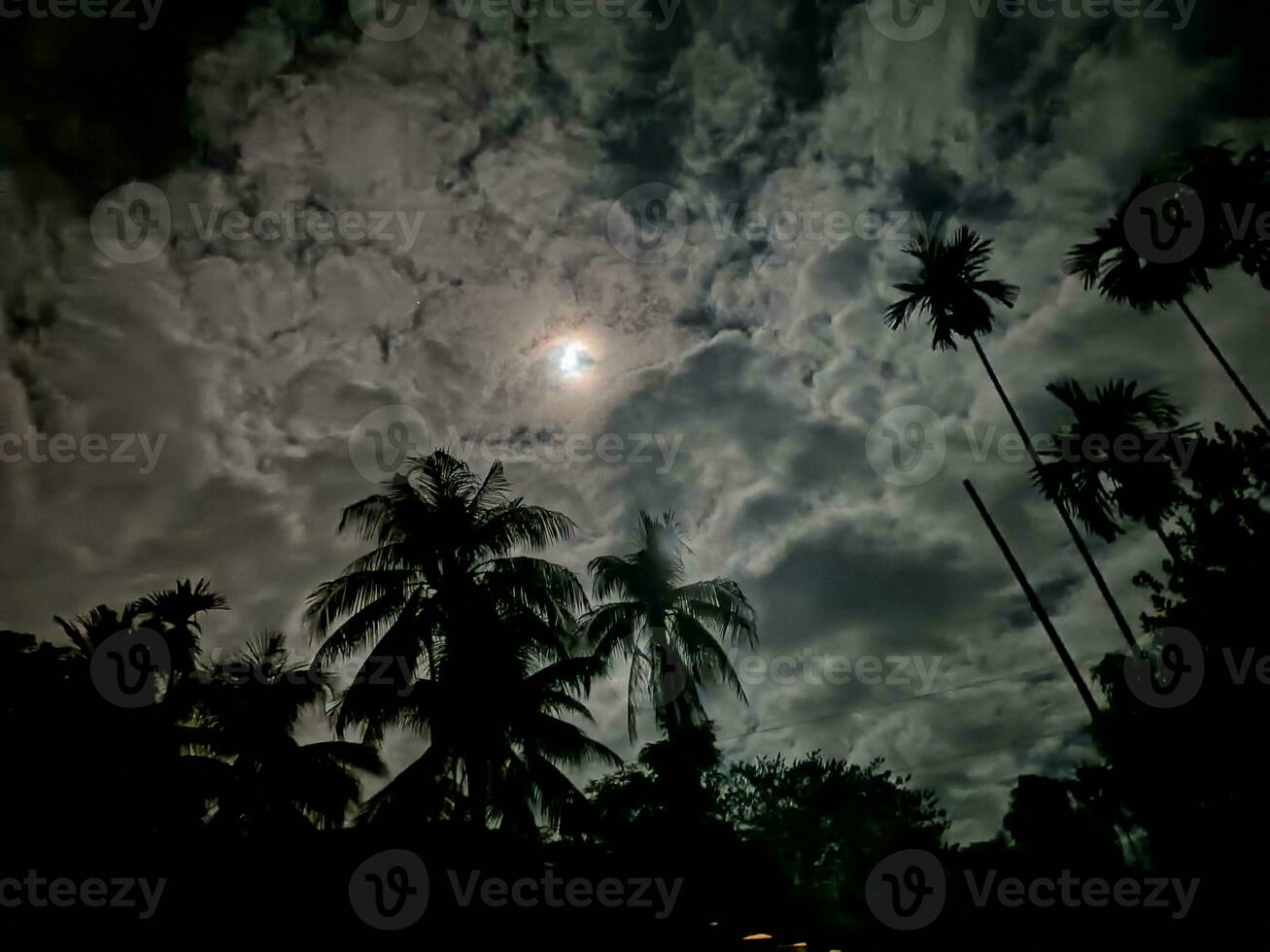 fir trees on meadow between hillsides with conifer forest in fog under the blue sky at night. spooky countryside scenery in full moon light photo