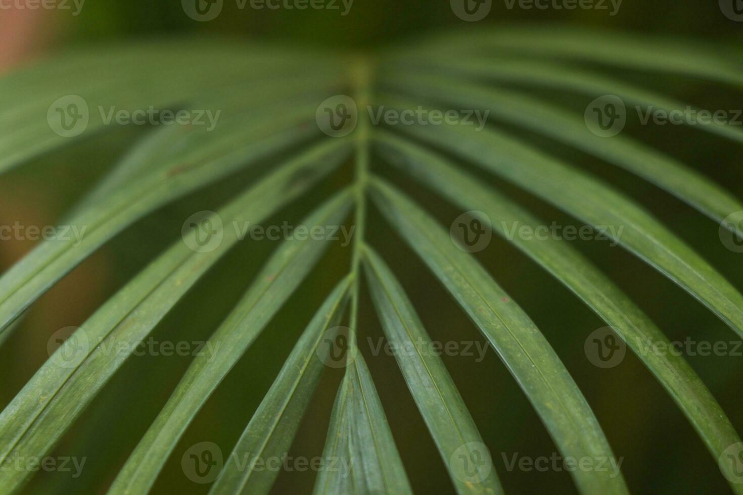 Close up green palm leaves. Selective focus photo