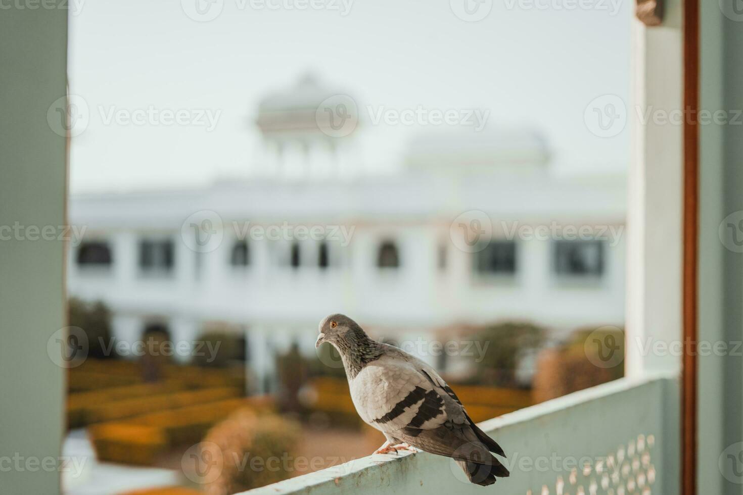 A beautiful pigeon on the roof photo