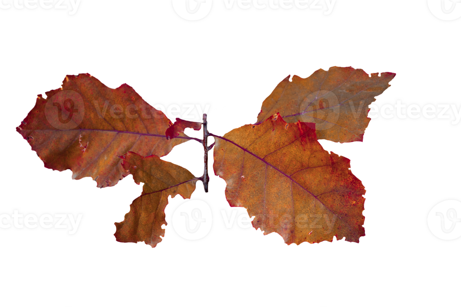 Oak leaves on the branch isolated PNG photo. Autumnal colorful background.