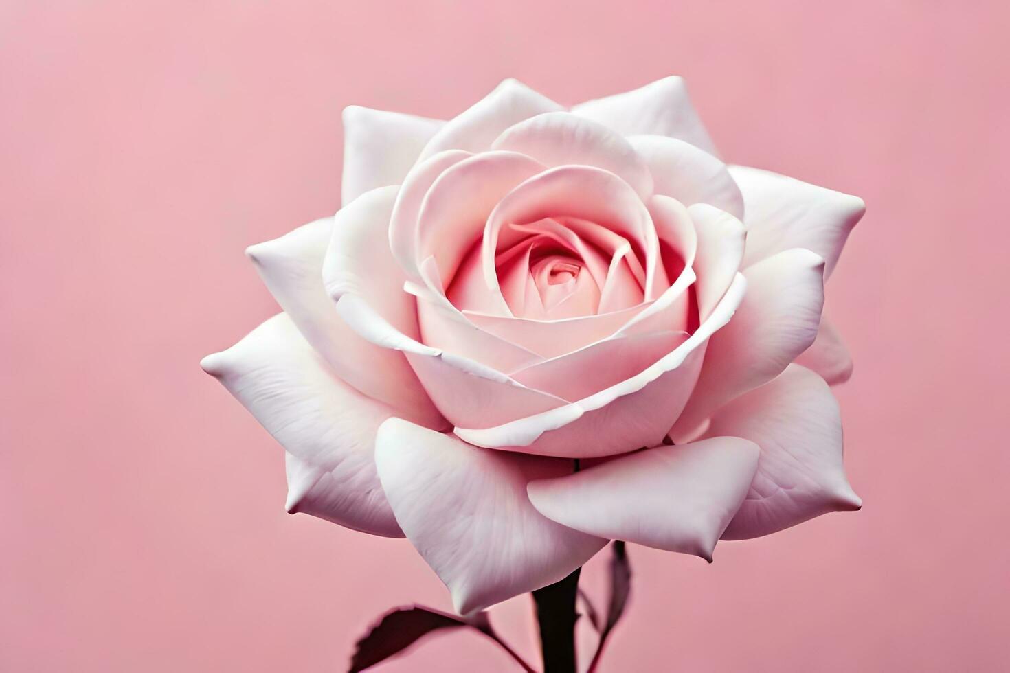 a single white rose is shown against a pink background. AIGenerated