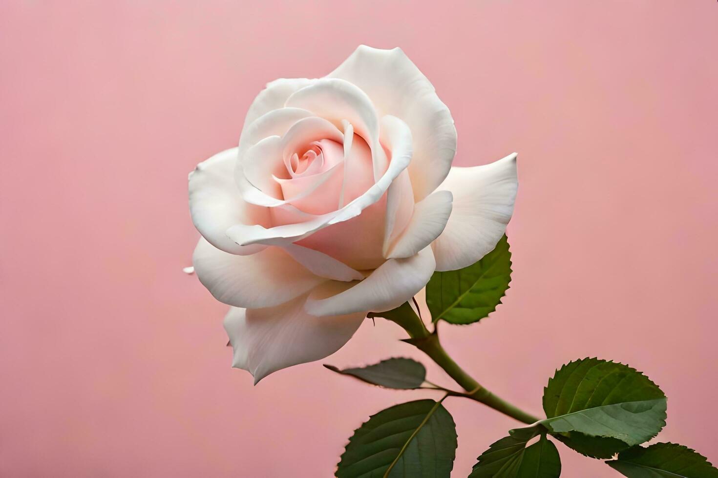 a single white rose is shown against a pink background. AIGenerated