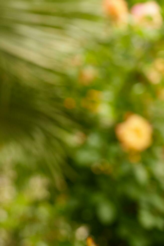 Blurred plant and flowers in a garden as a background. photo