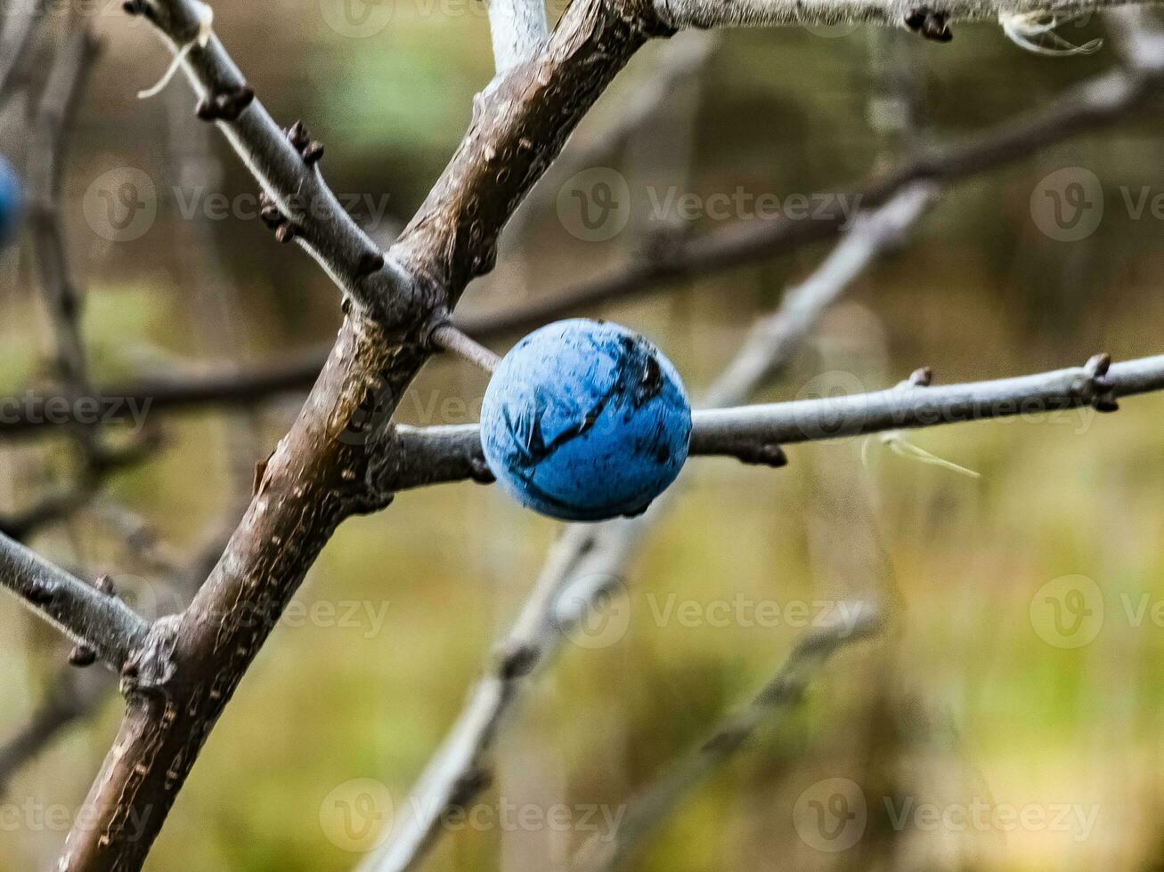 Tender fresh sloe berries or in Latin Prunus spinosa L, growing in the wild and ripe for harvest in late autumn. photo