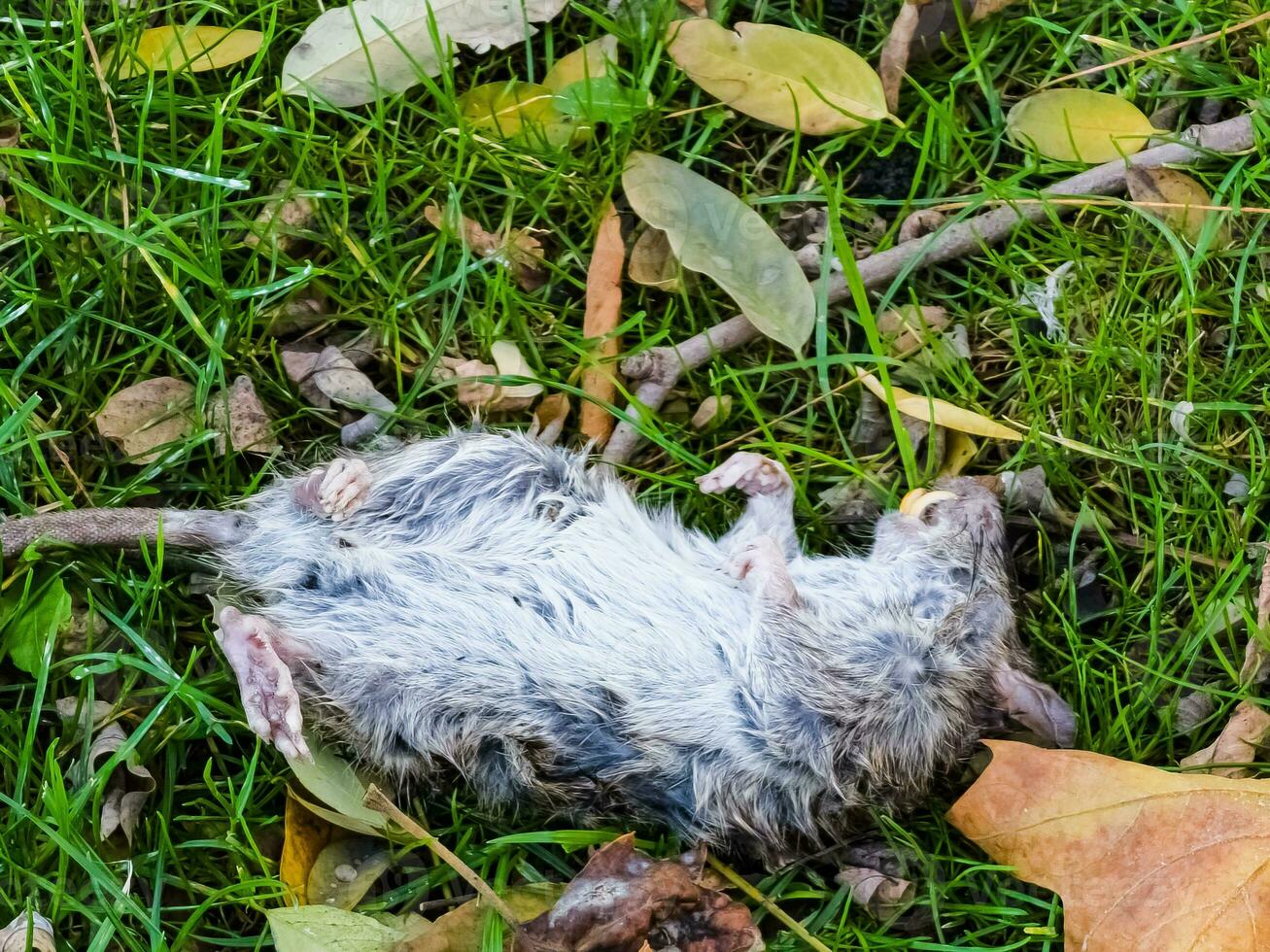 Gray rat or in Latin Rattus norvegicus dead on the grass in a city park. Rodent control concept. photo