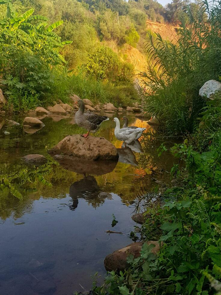 A trio of geese enjoying a lazy afternoon in the valley photo