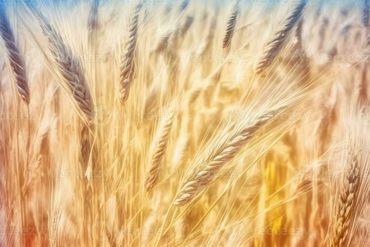 Amazing agriculture sunset landscape. Growth nature harvest. Wheat field natural product. Neural network AI generated photo