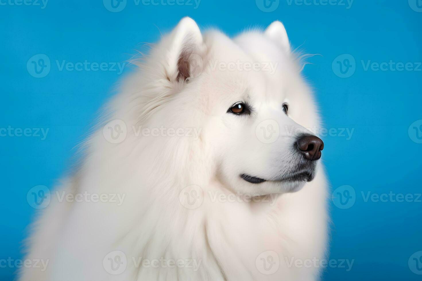 Cute Samoyed dog on blue color background. Neural network AI generated photo