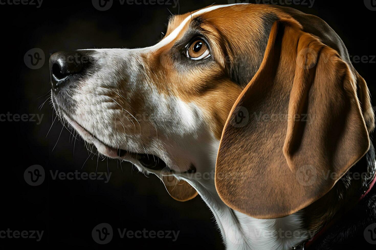 Beagle dog in portrait against black background. Neural network AI generated photo