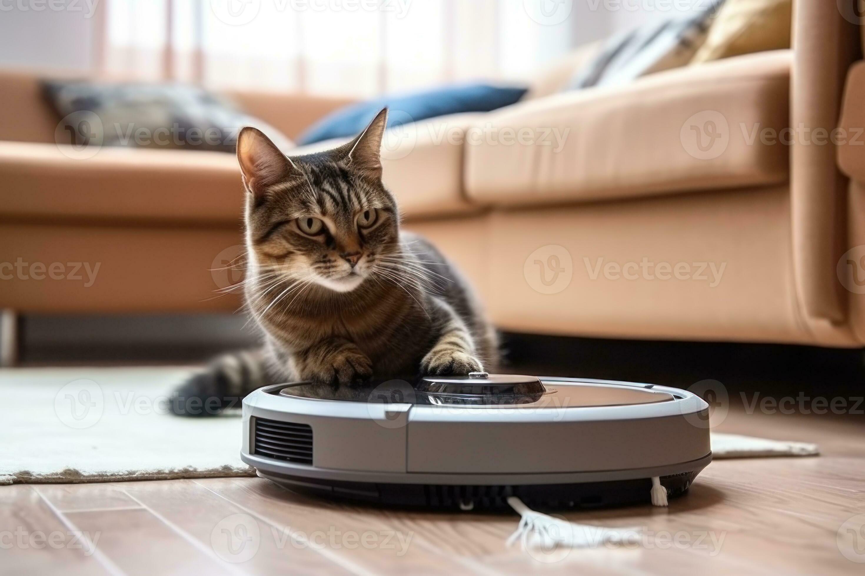 Robot hotsell vacuum cat
