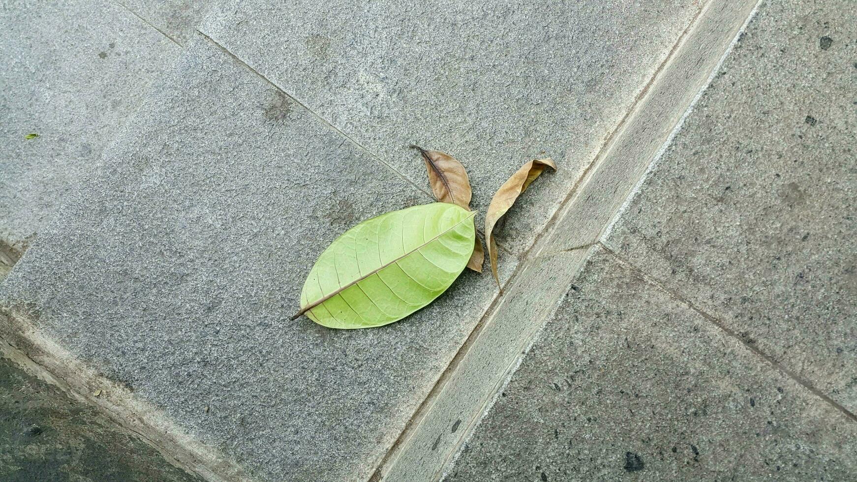 Dried leaves on a stone steps photo