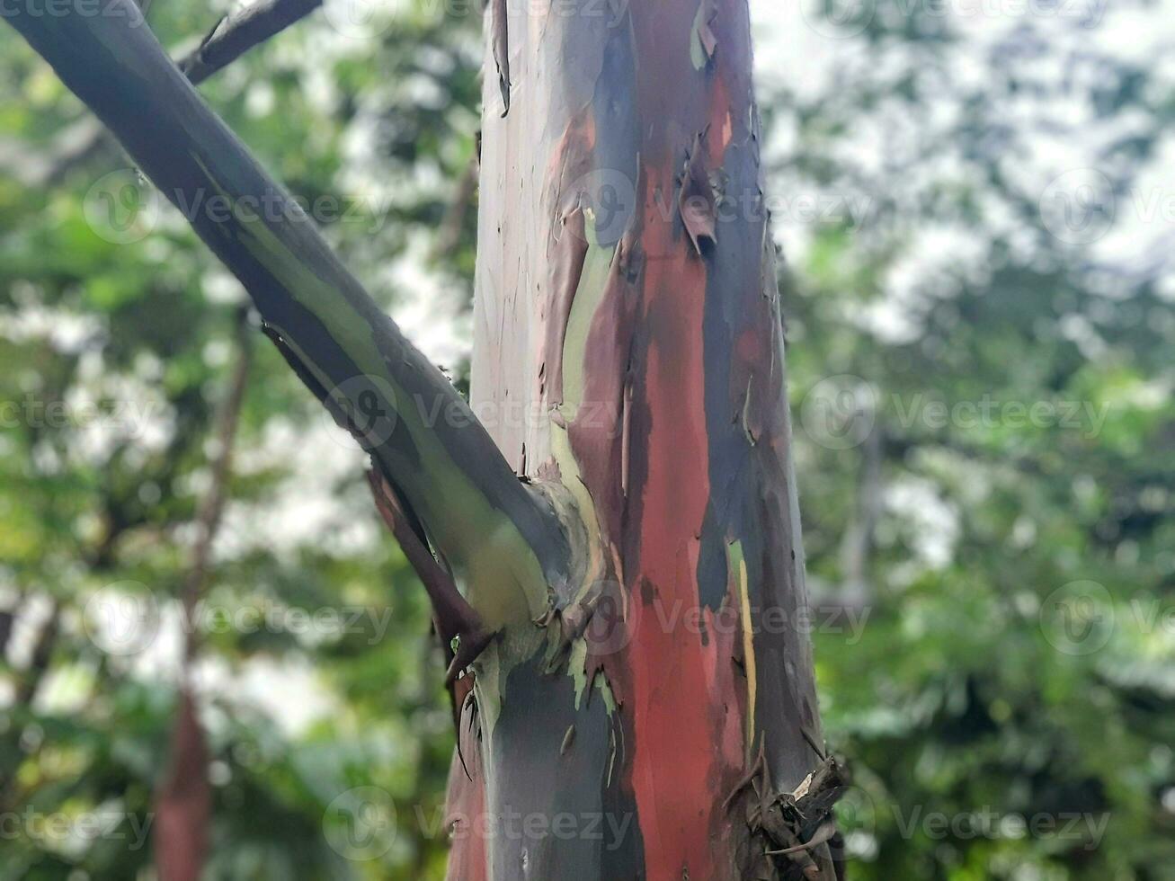 Rainbow eucalyptus tree with blur background photo