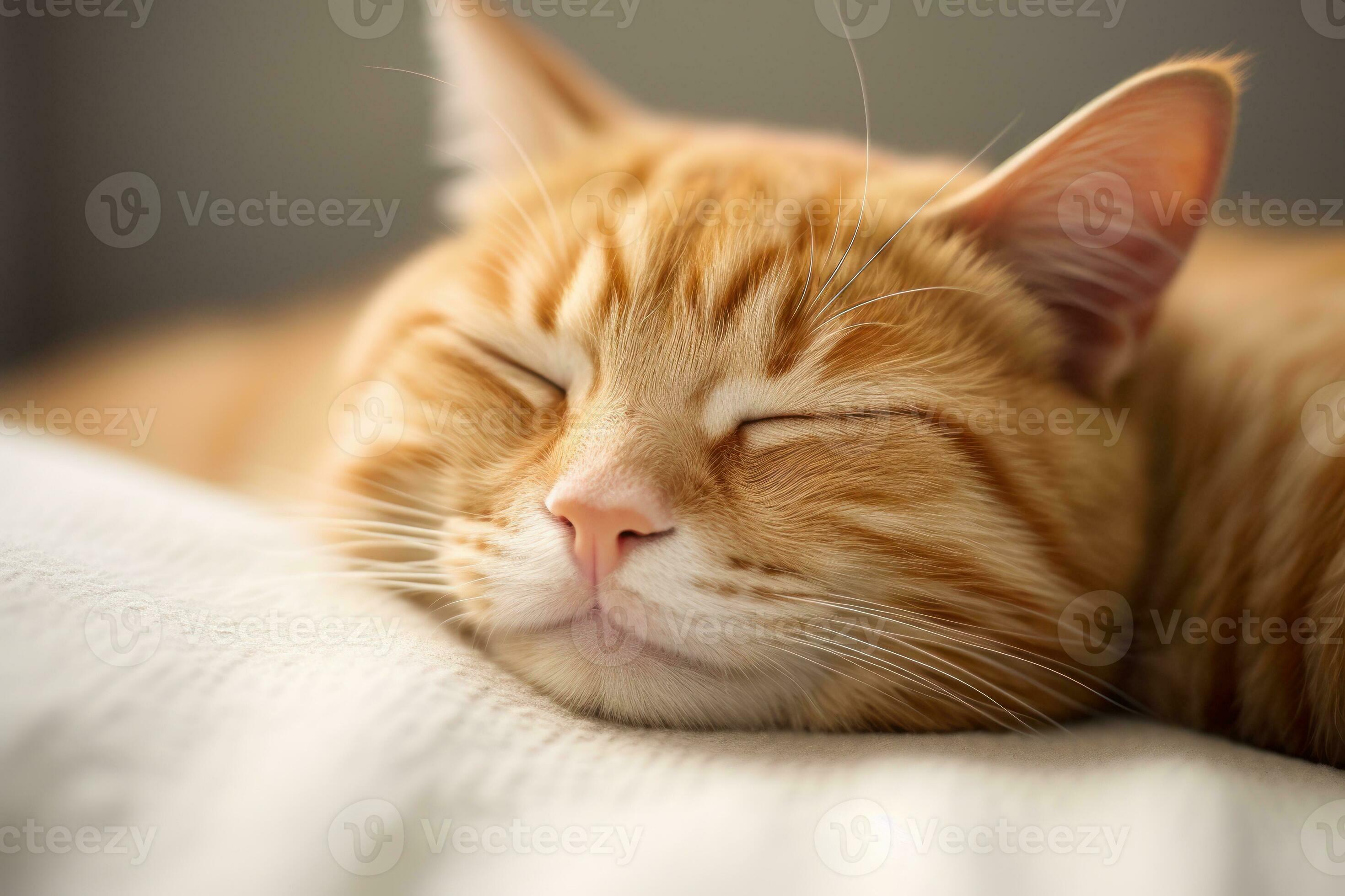 Background to celebrate Ginger Cat Appreciation Day on September 1