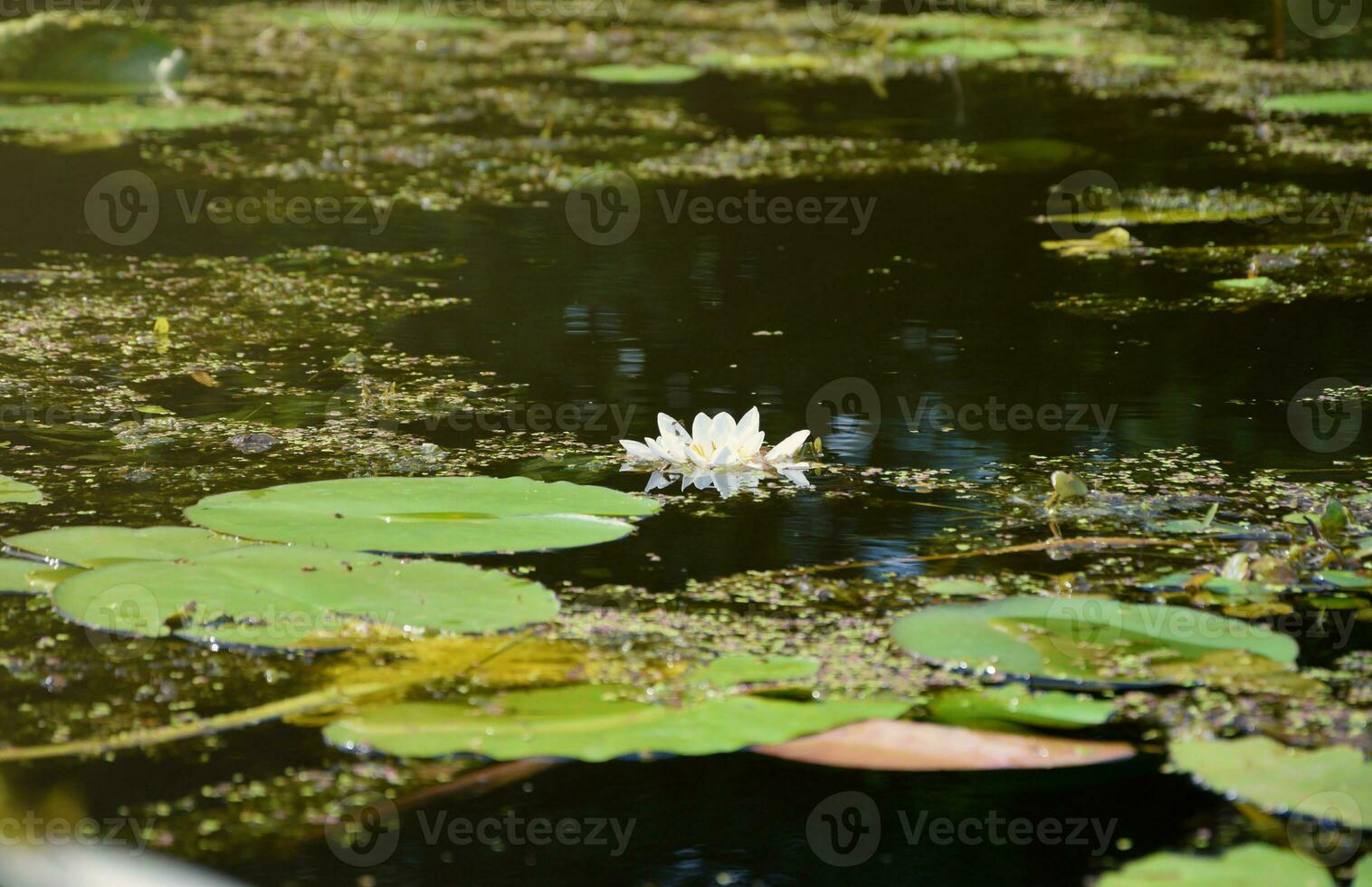 Beautiful white lotus flower and lily round leaves on the water after rain in river photo