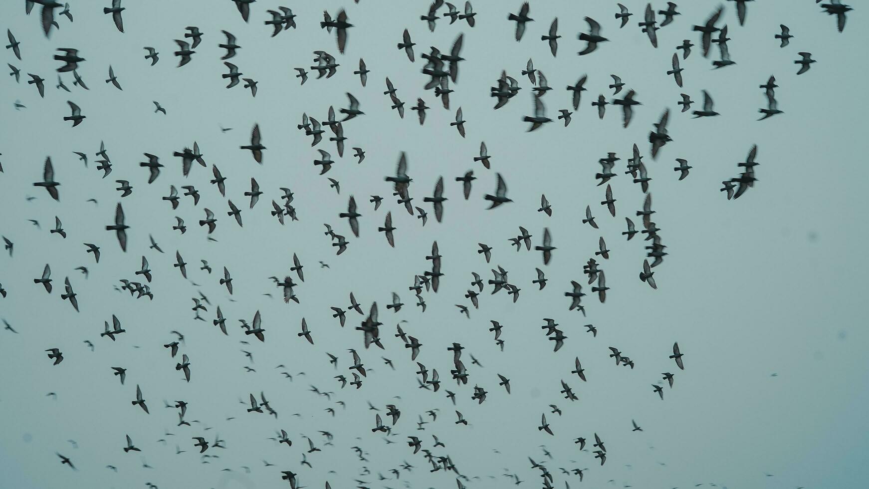 grupo de aves volador en un nublado día foto