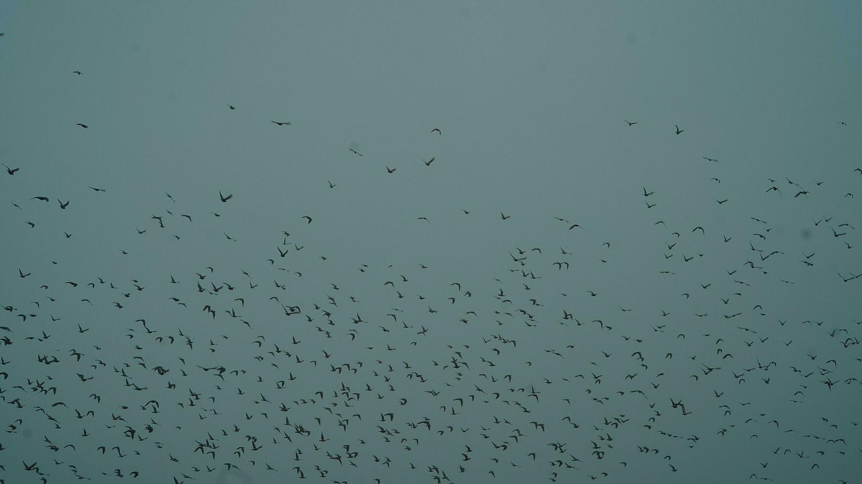 Group of birds flying in a cloudy day photo