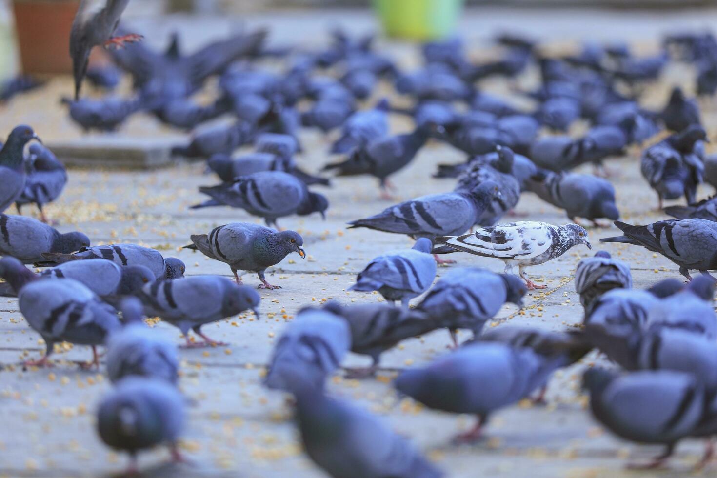 Pigeons birds eating with freedom photo