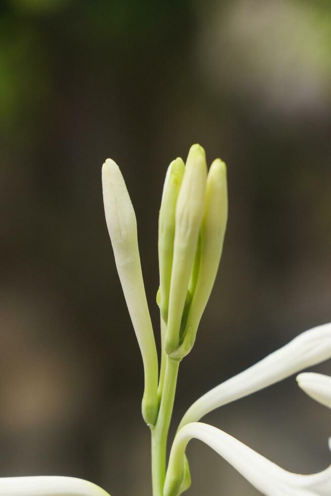 Macro view of beautiful tuberose flower with closed white petals, buds, in an Indian garden photo