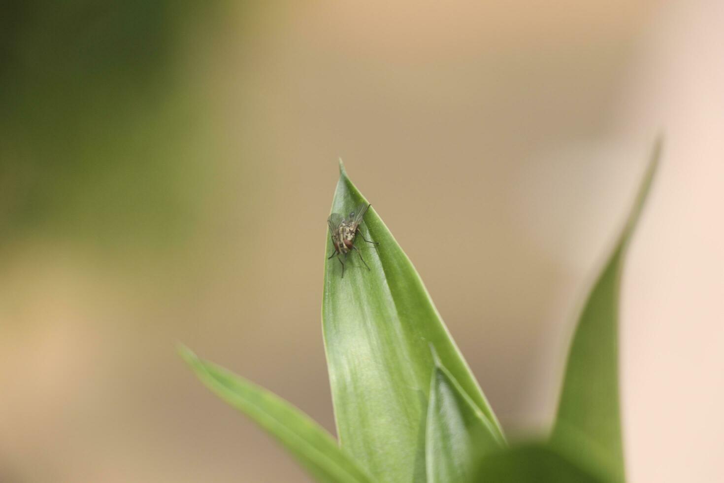 Grasshopper on the grass in Meadow. photo