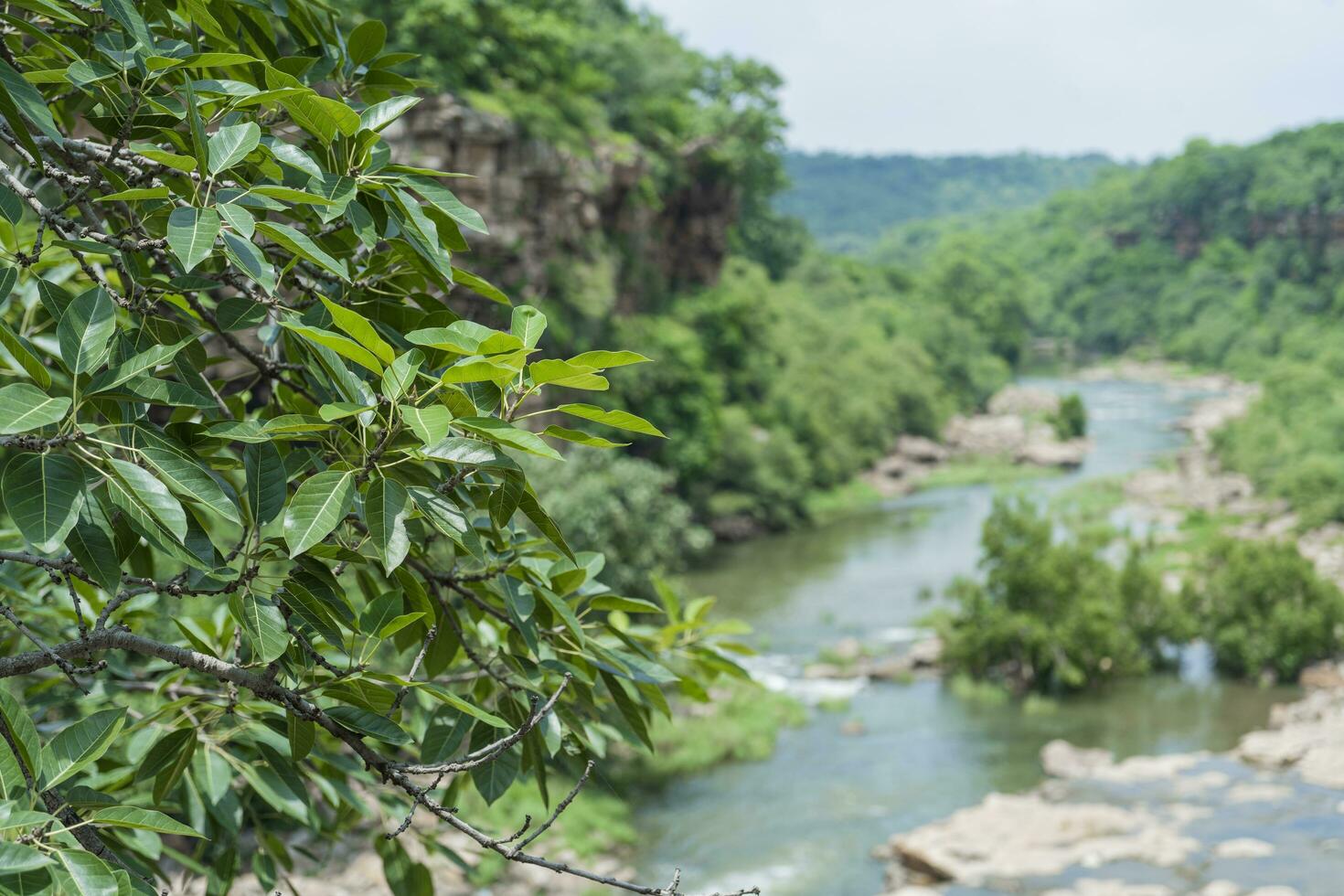 rama de un árbol completamente enfocado mientras el río en el antecedentes es borroso foto