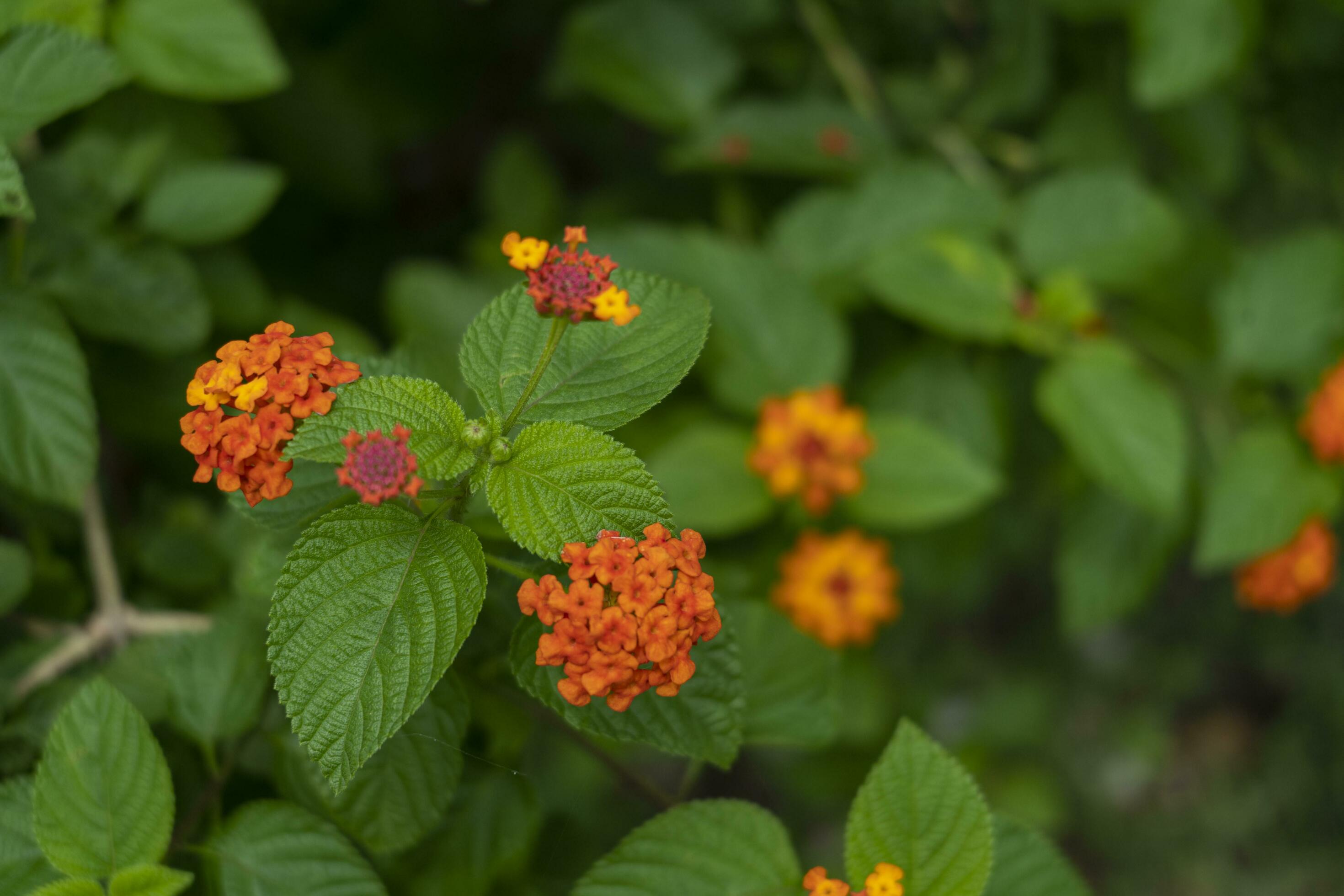 Lantana camara or west Indian lantana or common lantana flower verbena