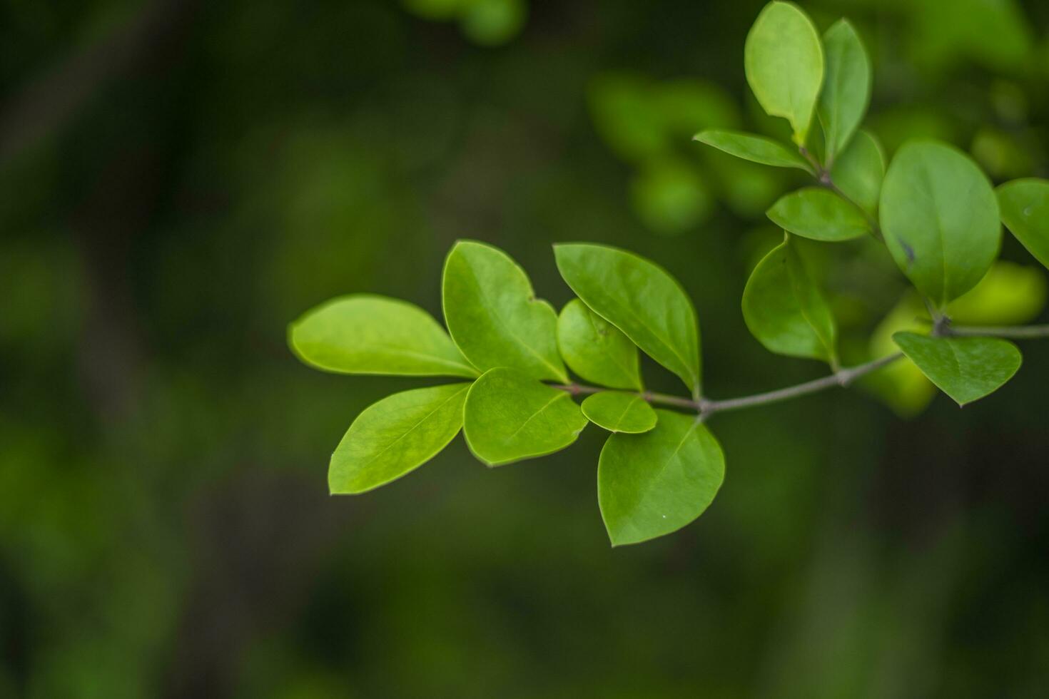 Henna or mehndi leaves background with shades of green photo