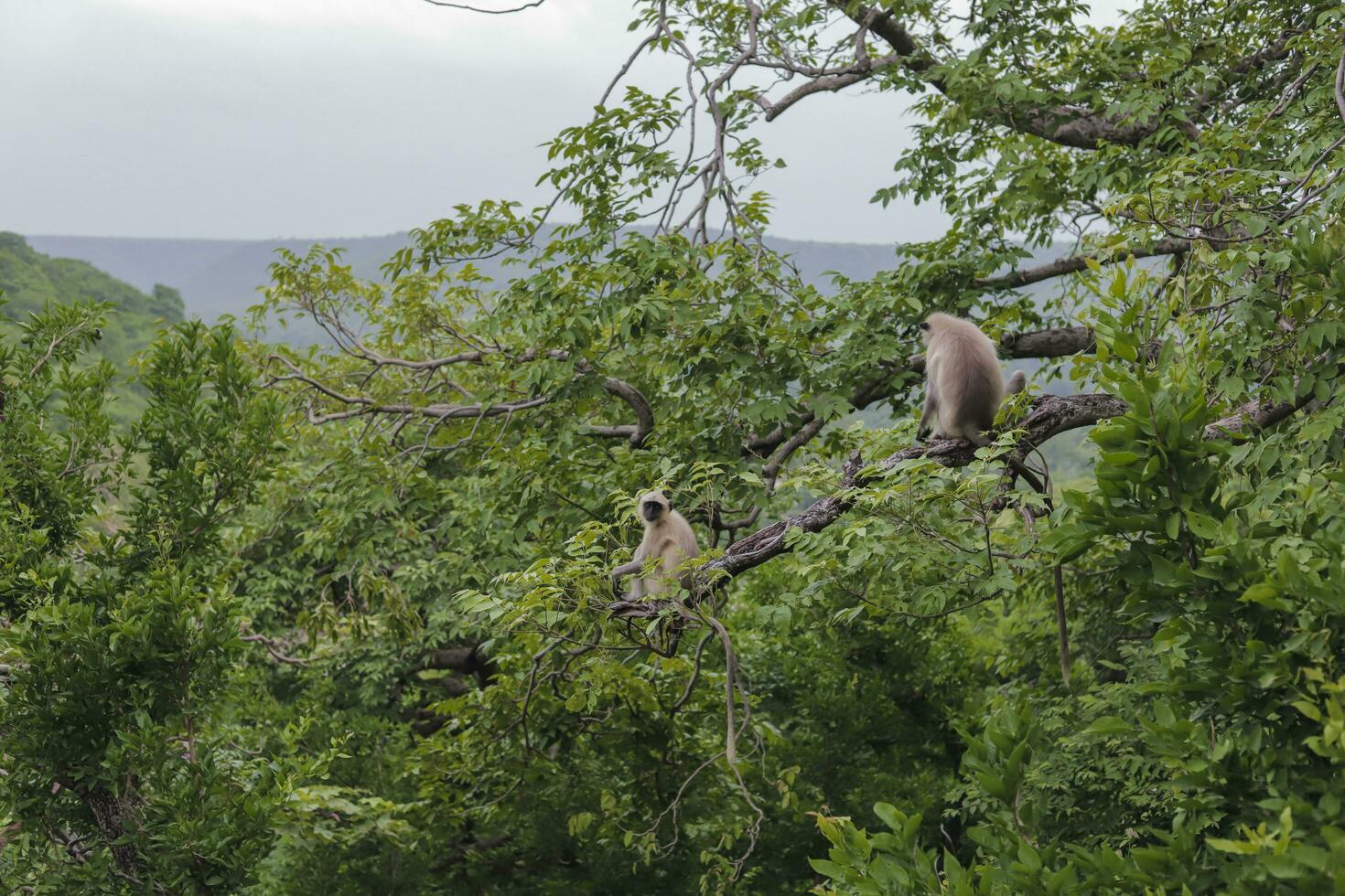 Two monkeys. Sitting back to back on a roof top and looking away. offended at each other photo