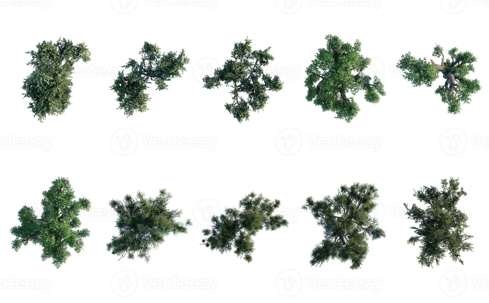 tree top view plant landscape architecture nature garden aerial render. trees branch isolate collection illustration environment green botany urban bush park. tree architecture conifer decorative. photo