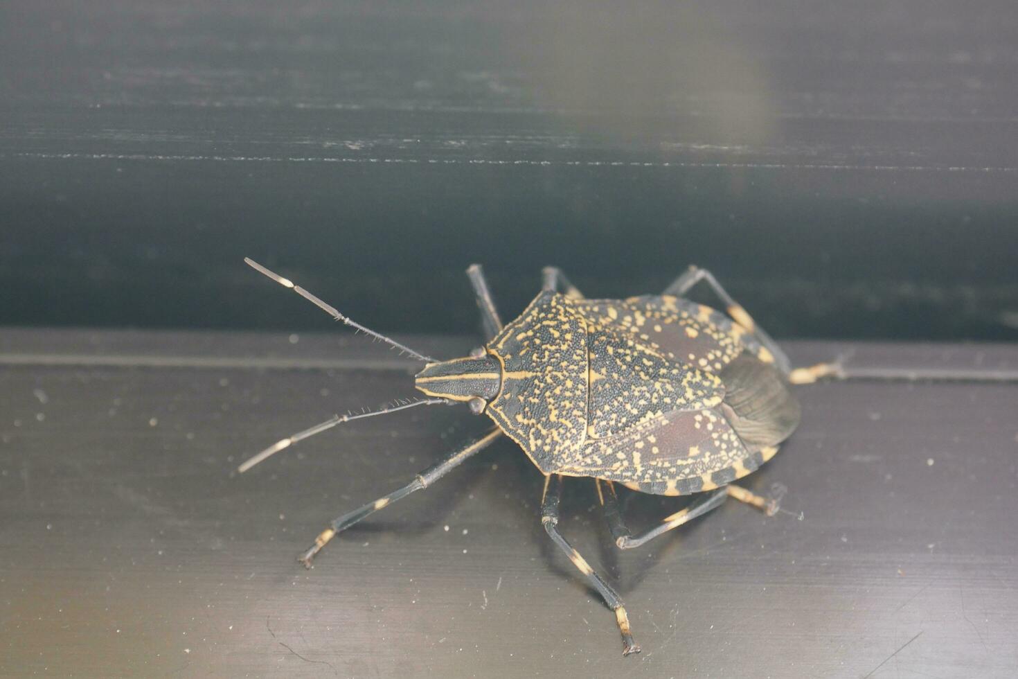 a bug with black and yellow spots on it photo