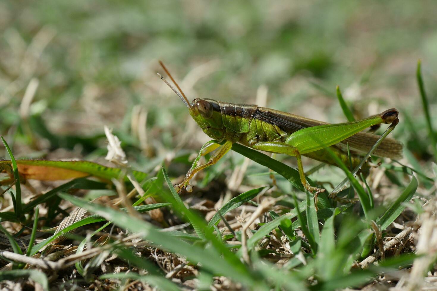 a grasshopper in a field photo