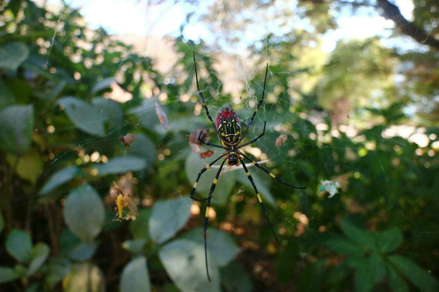a spider with red and black stripes on its body photo