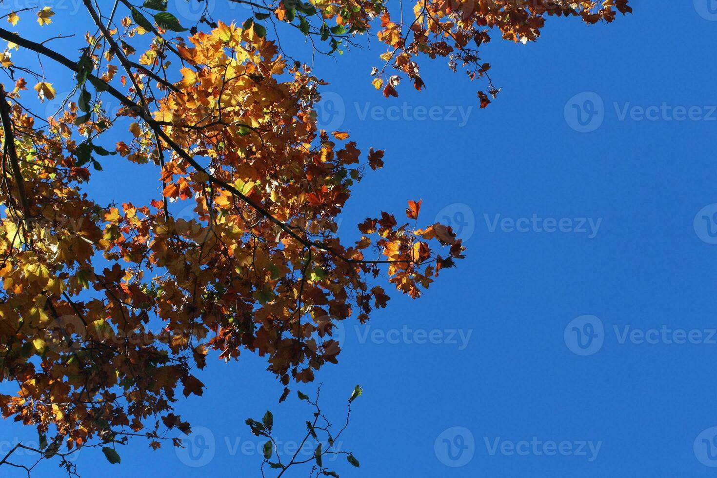 red tree leaves on blue sky photo